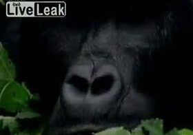 Подборка роликов от 15.10.2012