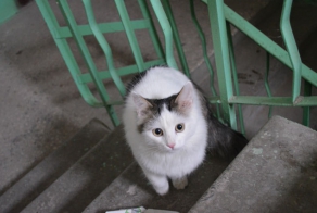 Котейко ищет хозяина в Волгограде