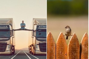 птичка vs Ван дамм