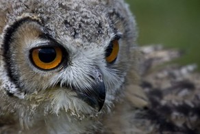 Фотографии сов: милые, серьезные и смешные