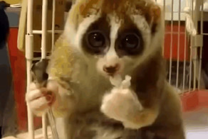 Смешной Лимур