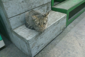 Сын полка, или история одного котёнка
