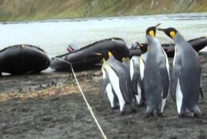 Пингвины и канат - трудное препятствие (мегаржака)