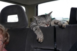 Смотрим,только тихо ....птссс ...