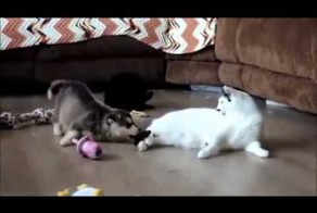 Кота Адльфика зализали насмерть!