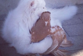 Голубь и кошка