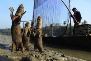 Выдры помогают рыбакам ловить рыбу