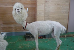 Лама После стрижки