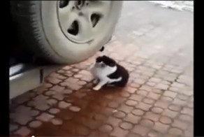 Кошка наркошка