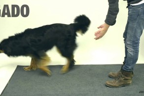 Фокус для собак!