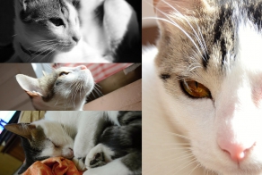 Спасение котёнка