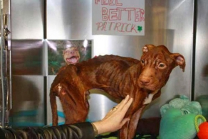 Возвращение питбуля к жизни