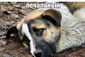 Кошки против собак