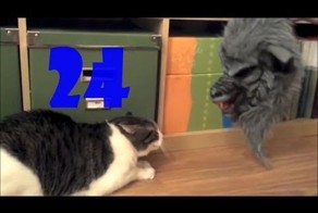 Смешные кошки. Выпуск #23 и Выпуск #24