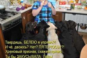 КОТОМАТРИЦЫ