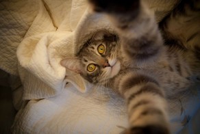 Селфи снимки КОТЭ ))))