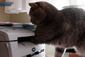 Смешные животные