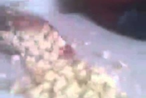 Морская свинка плюс попкорн