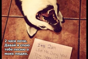 Признания собак  