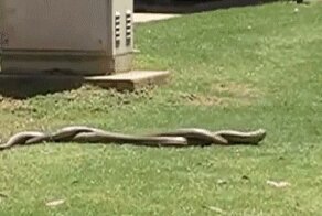 Две очень влюблённые змеи