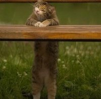 Котик радуется весне