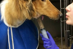 Колли с расстрелянной мордой ждет новую челюсть