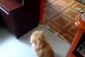 Коты подставили собаку!