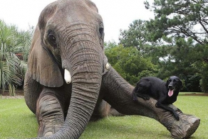 Трогательные фото дружбы между такими разными животными