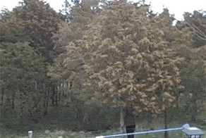 Пыльца на дереве