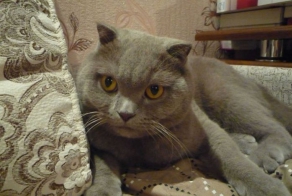 Делаем домик для кота своими руками