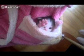 Карманный котейка