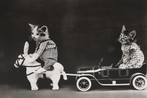 Фотографии животных начала XX века