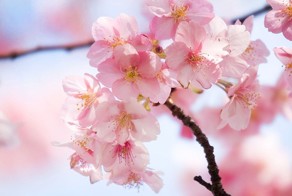 Япония: когда цветет сакура