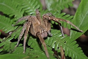 Самые ядовитые пауки в мире