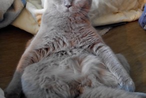 Тимофей перед Вами