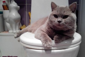 Тимофей прикрыл доступ