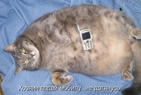 КотЭ начальник на баране