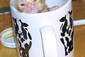 Кошка в чашке