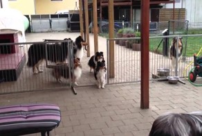 Вежливые Колли ждут обеда