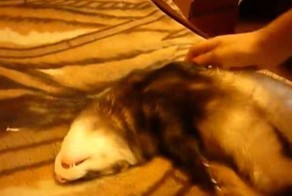 Так каждое утро подъем в универ )