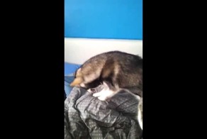 Не только котики на это ведутся или как надо будить