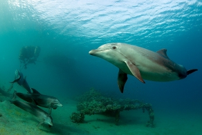 Замечательный проект "Быть дельфином"