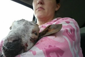 Спасение козленка