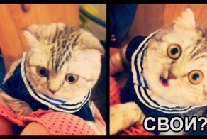 Кошки знают толк