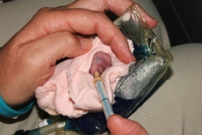 Спасенные коалята