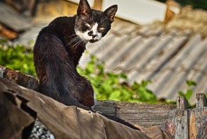 Про жителей Одессы, разных и похожих.