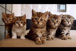 Котики