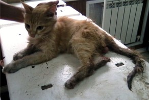 Привет Фишкяне!)