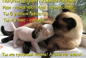 Лучшие котоматрицы недели