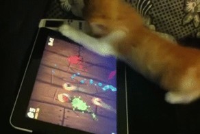 Играет в Fruit Ninja